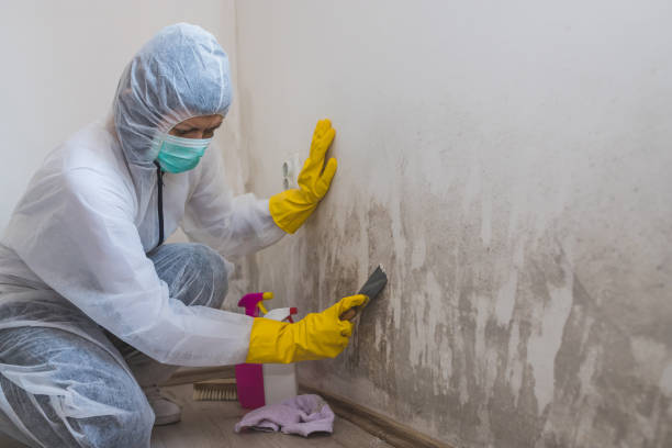 Best Emergency Mold Remediation in Rancho Laveras, CA