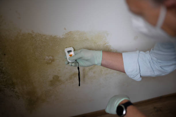 Professional Mold Remediation in Rancho Calaveras, CA