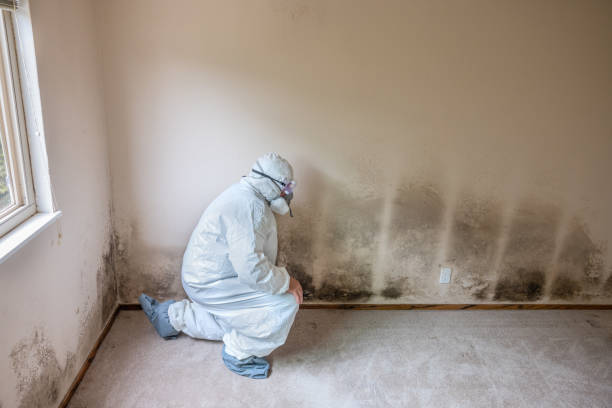 Best HVAC Mold Remediation in Rancho Laveras, CA